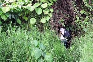 2015.4.7 Pili hacking a path thru the jungle, Pulemelei, Savai'i, Samoa 